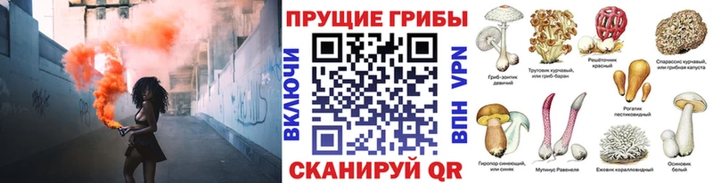 магазин продажи   Аксай  Галлюциногенные грибы Cubensis 